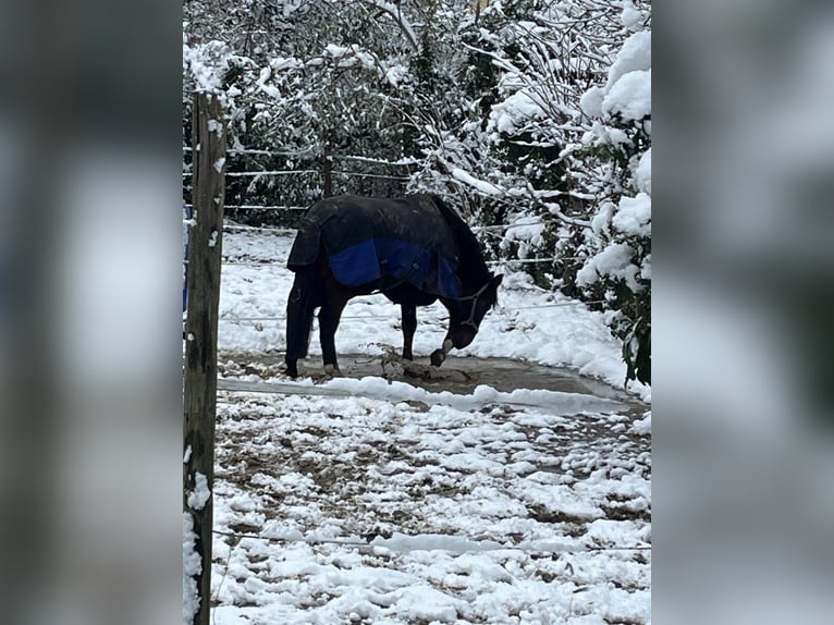 Westphalian Gelding 11 years 17 hh Brown in Buggingen