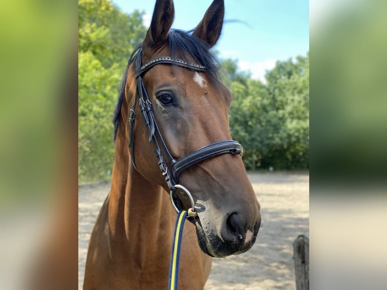 Westphalian Gelding 11 years 17 hh Brown in Oststeinbek