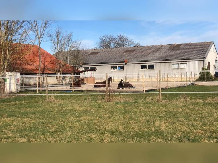 Westphalian Gelding 11 years 17 hh Brown in Hechingen