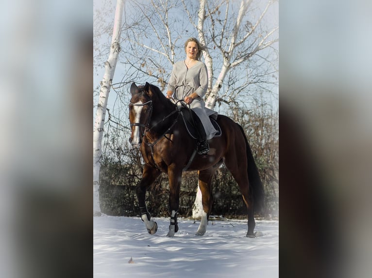 Westphalian Gelding 11 years 17 hh Brown in Hechingen