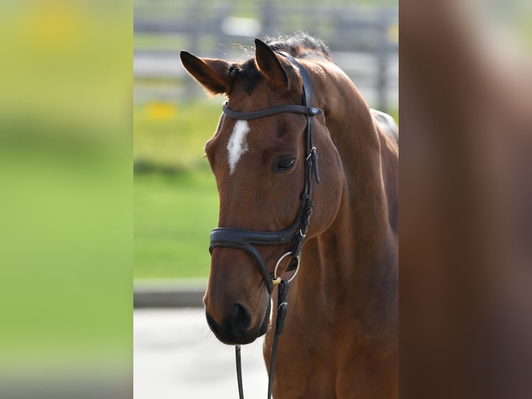 Westphalian Gelding 11 years 17 hh Brown in Fischbachau