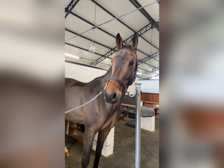 Westphalian Gelding 11 years 17 hh Brown in Dornburg