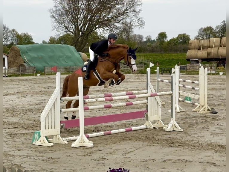 Westphalian Gelding 11 years 17 hh Chestnut-Red in Hamburg