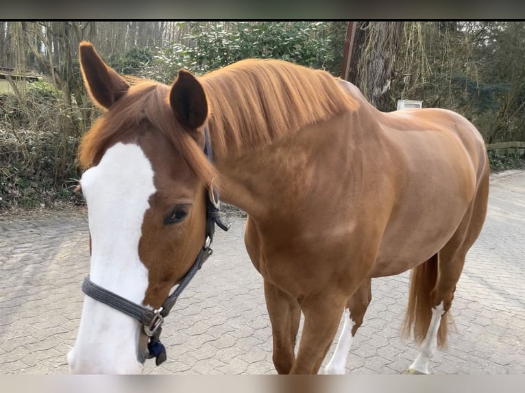 Westphalian Gelding 11 years 17 hh Chestnut-Red in Hamburg