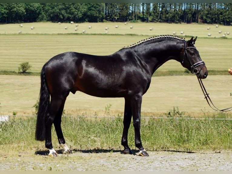 Westphalian Gelding 11 years 17 hh Smoky-Black in Iserlohn