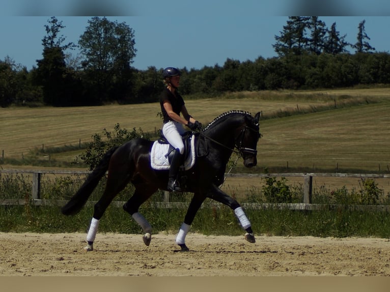 Westphalian Gelding 11 years 17 hh Smoky-Black in Iserlohn