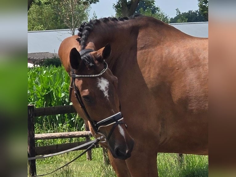Westphalian Gelding 11 years 17,1 hh Brown in Someren