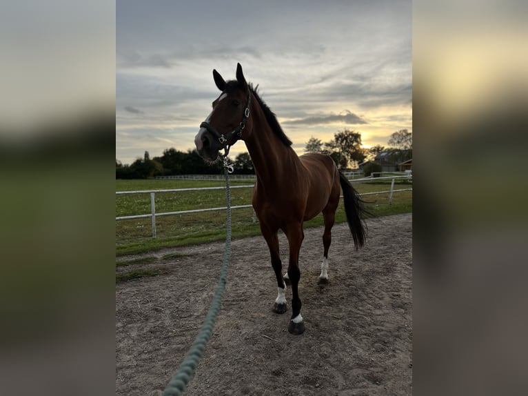 Westphalian Gelding 11 years 17,3 hh Brown in L&#xFC;beck