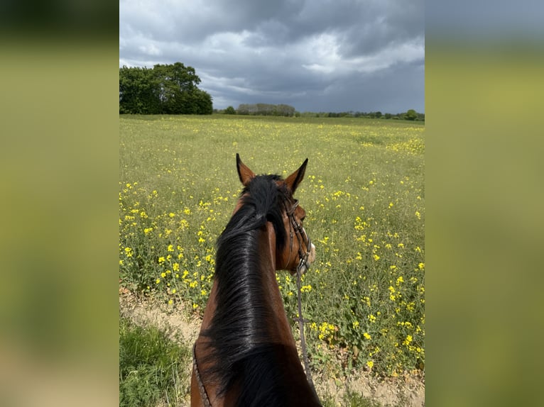 Westphalian Gelding 11 years 17,3 hh Brown in L&#xFC;beck
