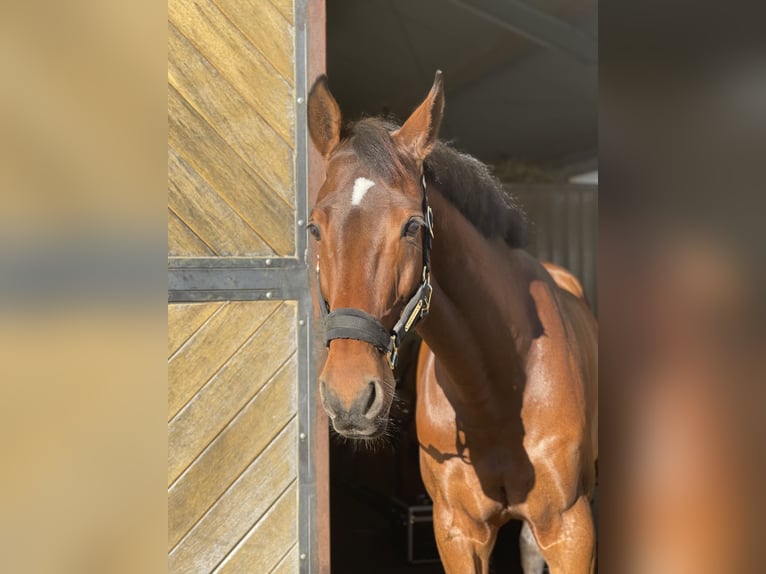 Westphalian Gelding 11 years Brown in Salgen