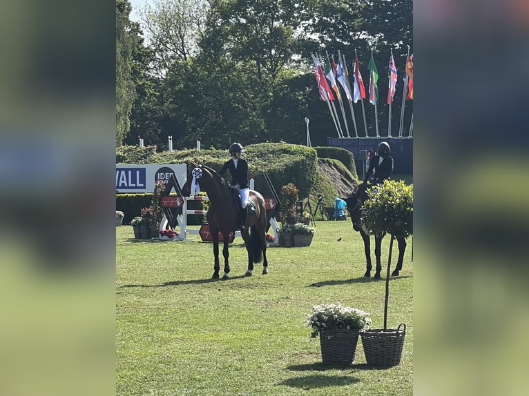 Westphalian Gelding 11 years Brown in Salgen