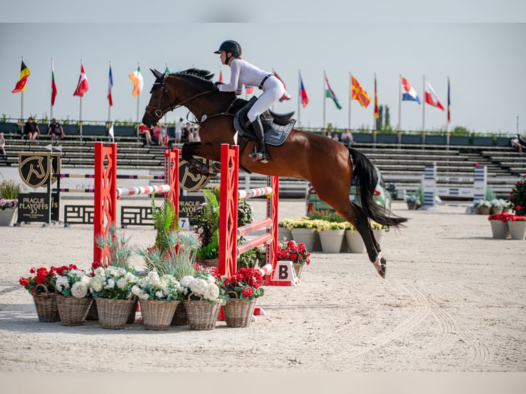 Westphalian Gelding 11 years Brown in Salgen