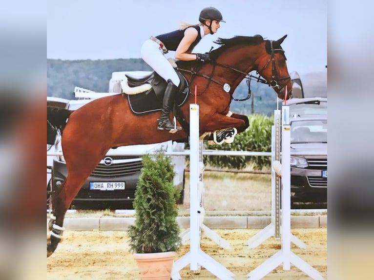 Westphalian Gelding 12 years 15,3 hh Brown in Adelebsen