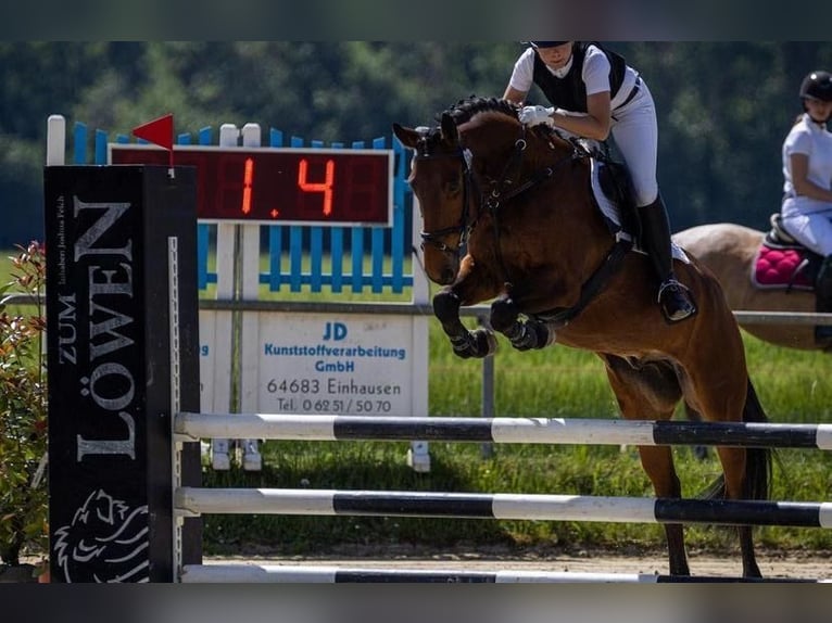 Westphalian Gelding 12 years 15,2 hh Brown in Petersberg