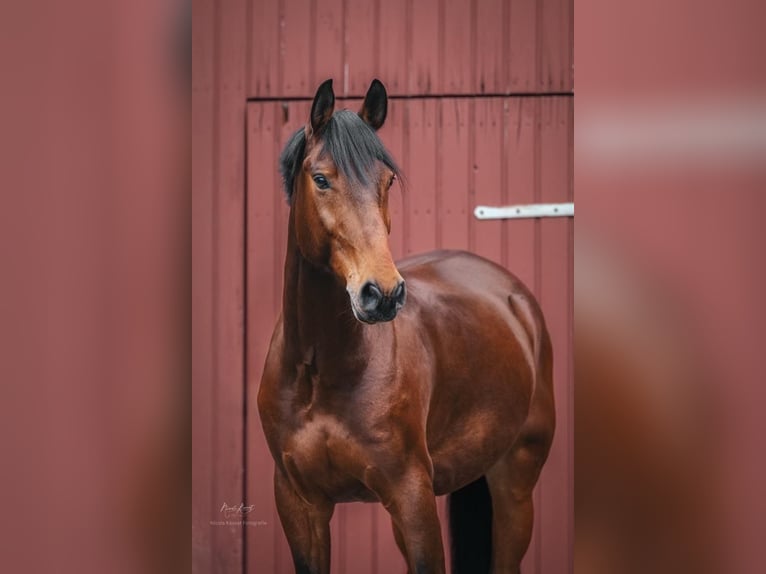 Westphalian Gelding 12 years 15,2 hh Brown in Petersberg