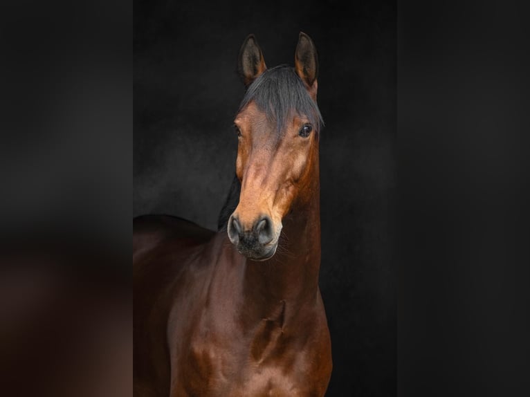 Westphalian Gelding 12 years 15,2 hh Brown in Petersberg