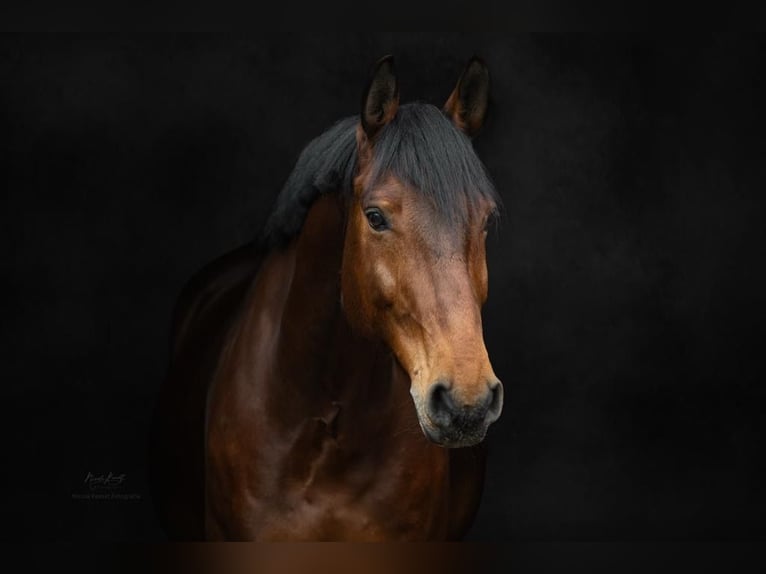 Westphalian Gelding 12 years 15,2 hh Brown in Petersberg