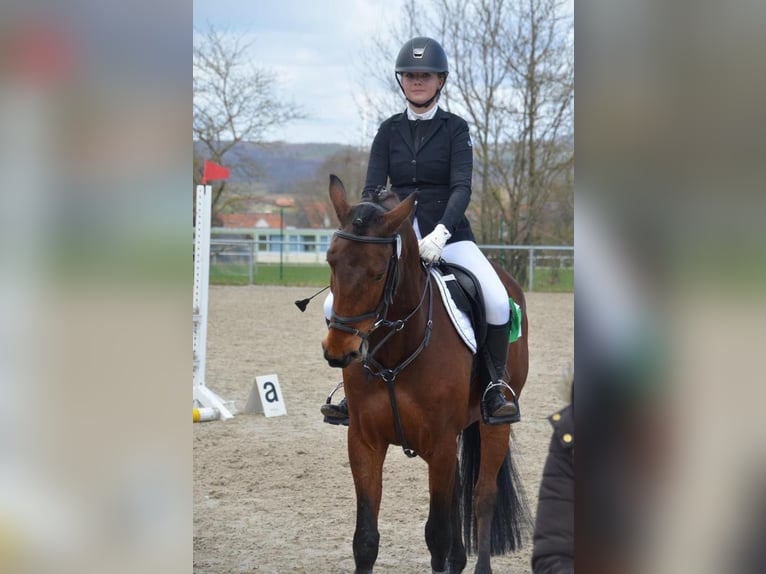 Westphalian Gelding 12 years 15,2 hh Brown in Petersberg
