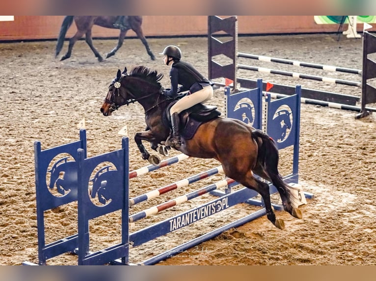 Westphalian Gelding 12 years 16.1 hh Bay in Kaczyna