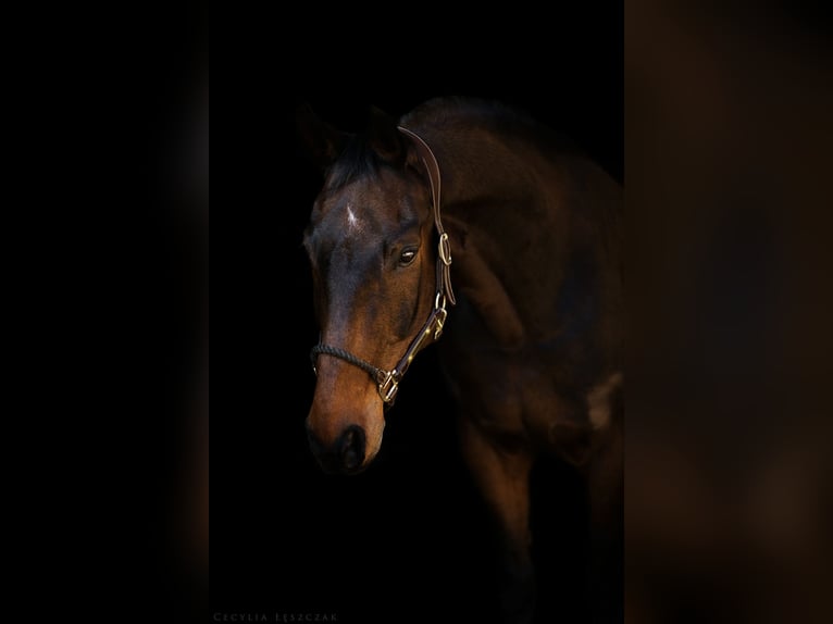 Westphalian Gelding 12 years 16.1 hh Bay in Kaczyna