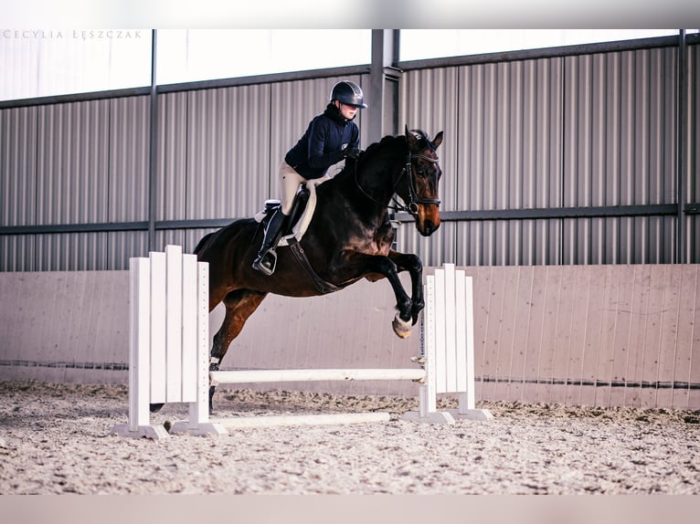 Westphalian Gelding 12 years 16.1 hh Bay in Kaczyna