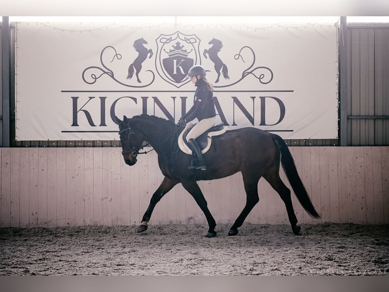 Westphalian Gelding 12 years 16.1 hh Bay in Kaczyna