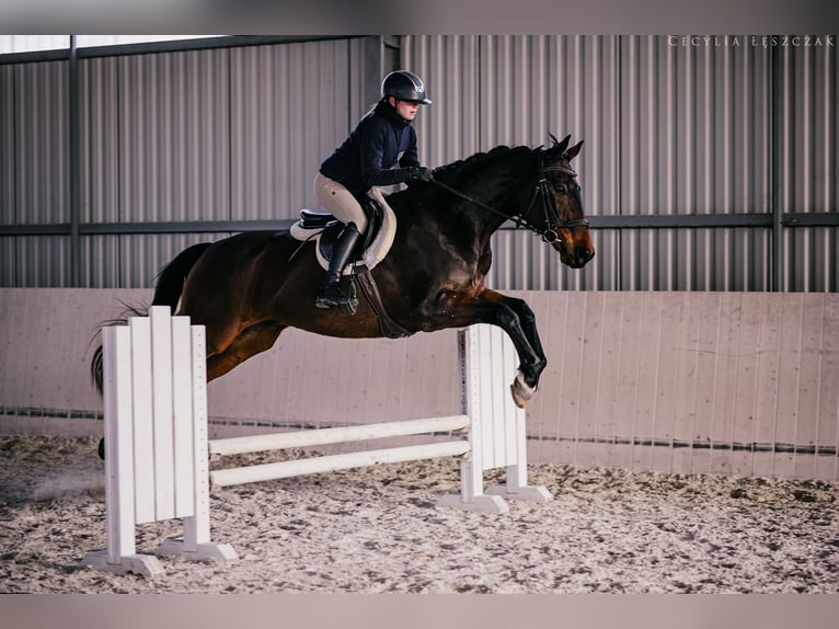 Westphalian Gelding 12 years 16.1 hh Bay in Kaczyna