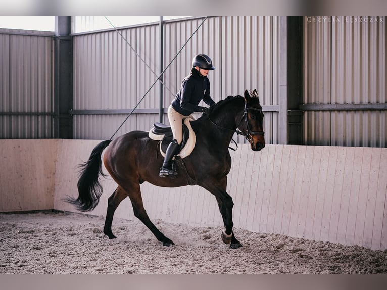 Westphalian Gelding 12 years 16.1 hh Brown in Bednary