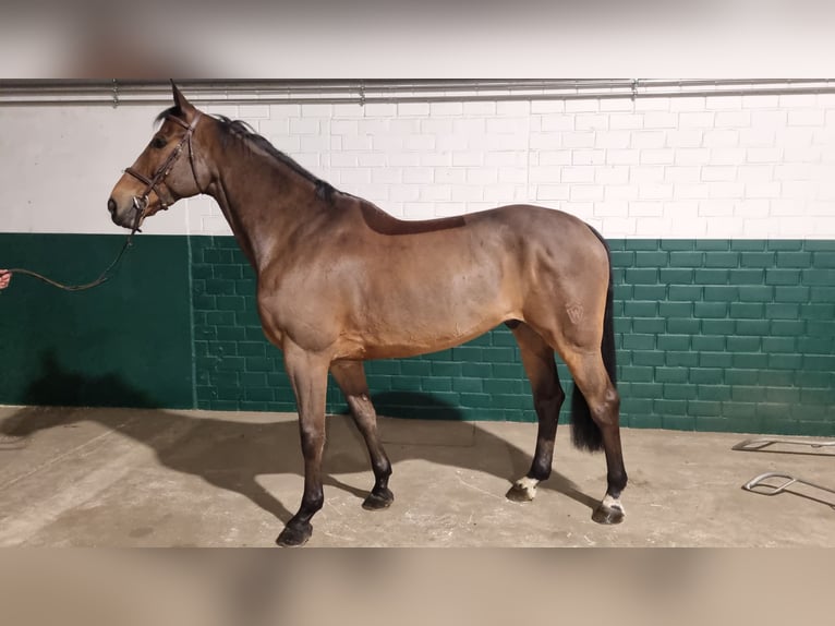 Westphalian Gelding 12 years 16,2 hh Brown in Wettrup