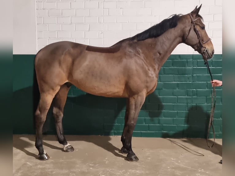 Westphalian Gelding 12 years 16,2 hh Brown in Wettrup