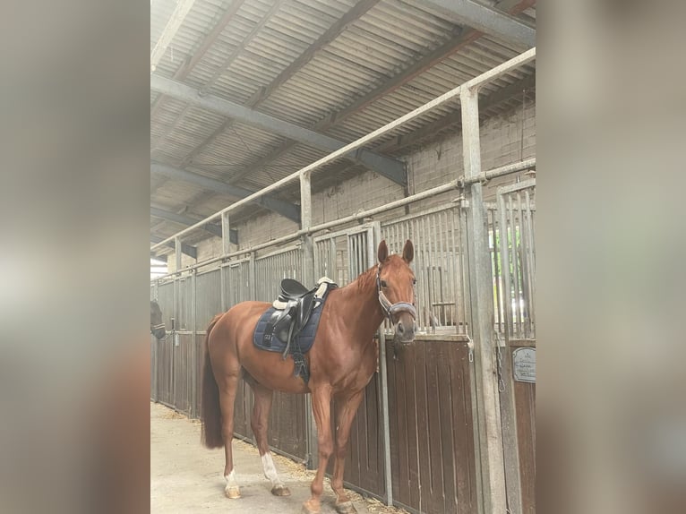 Westphalian Gelding 12 years 16.2 hh Chestnut-Red in Soest