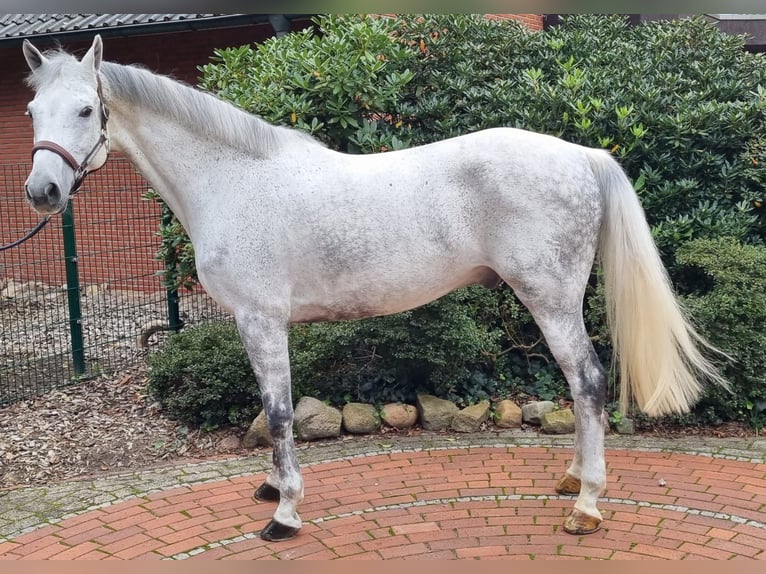 Westphalian Gelding 12 years 16,2 hh Gray in Wettrup