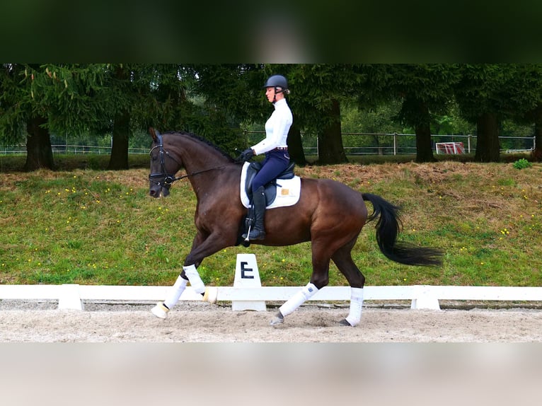 Westphalian Gelding 12 years 16,3 hh Bay-Dark in Freiensteinau