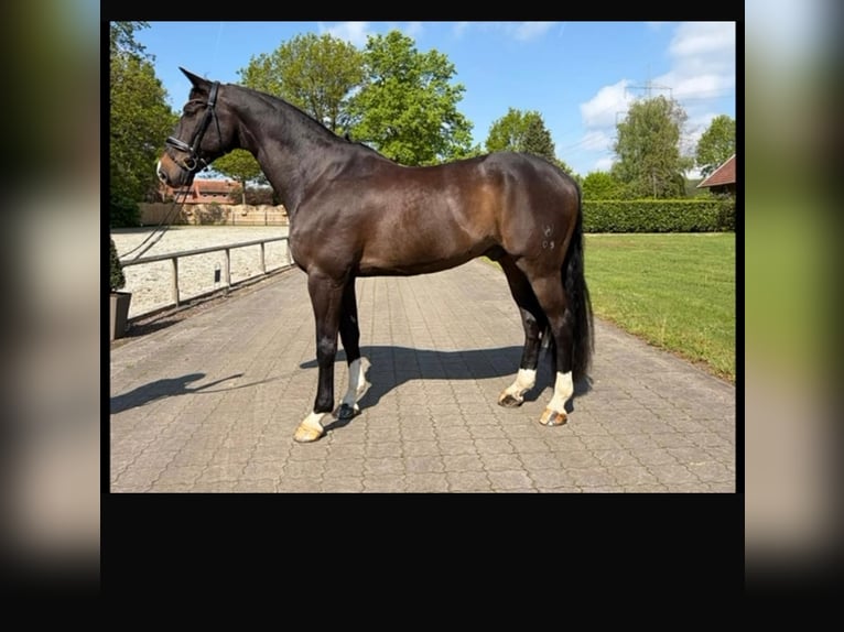 Westphalian, Gelding, 12 years, 16.3 hh, Bay-Dark