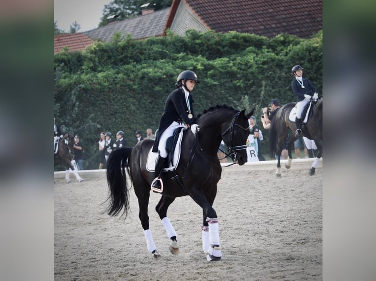 Westphalian Gelding 12 years 16,3 hh Black in Oisnitz