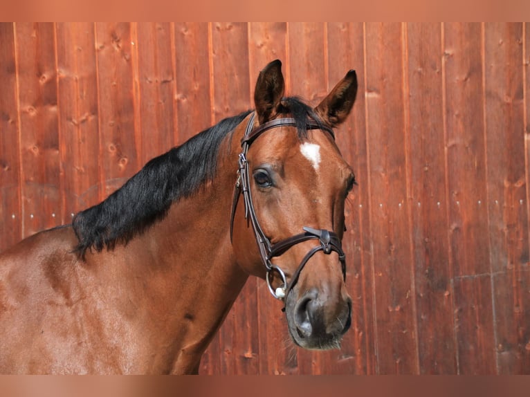 Westphalian, Gelding, 12 years, 16.3 hh, Brown