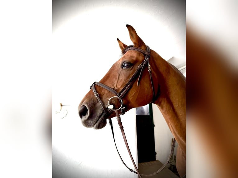 Westphalian Gelding 12 years 16.3 hh Brown in Kirchanschöring