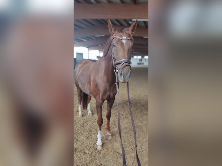 Westphalian Gelding 12 years 16,3 hh Chestnut in Verl