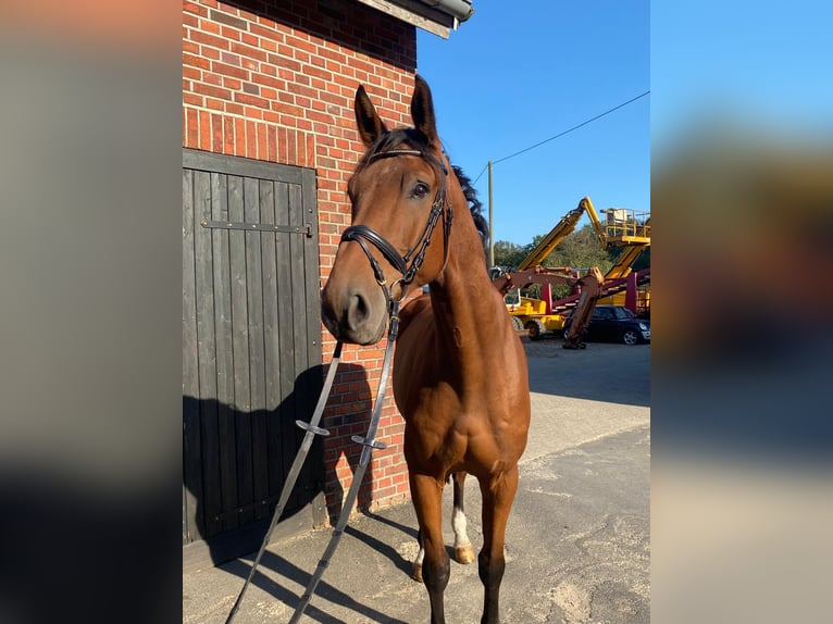 Westphalian Gelding 12 years 16,3 hh in Borken