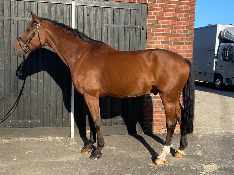 Westphalian Gelding 12 years 16,3 hh in Borken