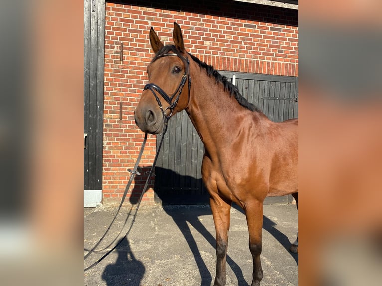 Westphalian Gelding 12 years 16,3 hh in Borken