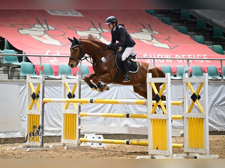 Westphalian Gelding 12 years 16 hh Chestnut in Schömberg