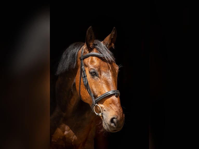 Westphalian Gelding 12 years 16,1 hh Bay in Kaczyna