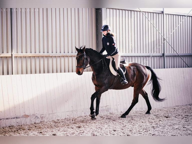 Westphalian Gelding 12 years 16,1 hh Bay in Kaczyna