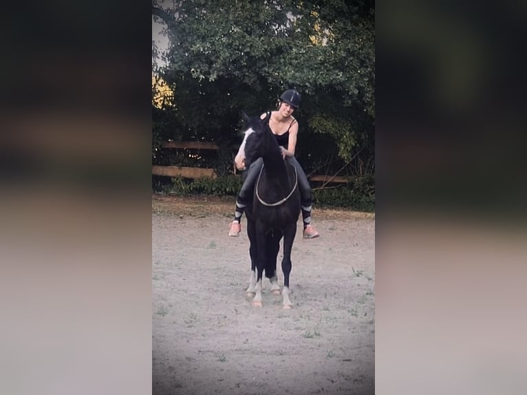 Westphalian Gelding 12 years 16,1 hh Black in Cuxhaven