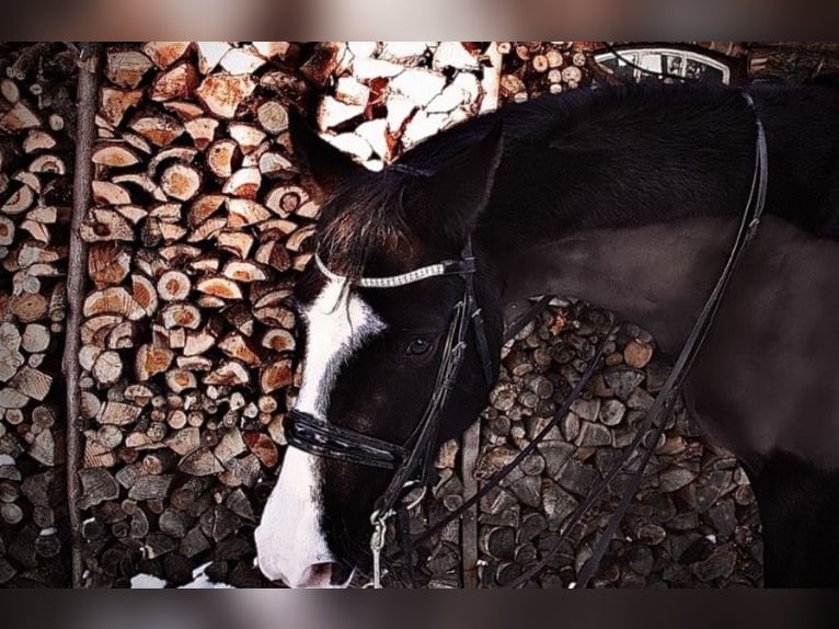 Westphalian Gelding 12 years 16,1 hh Black in Cuxhaven