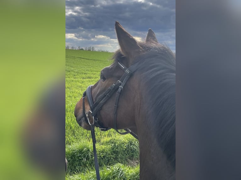 Westphalian Gelding 12 years 16,1 hh Brown in Dortmund