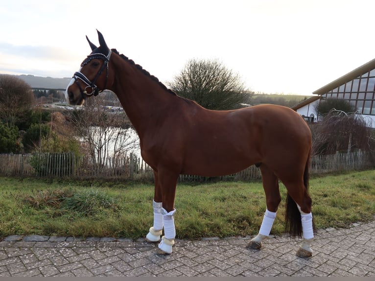 Westphalian Gelding 12 years 16,1 hh Chestnut-Red in Haiger