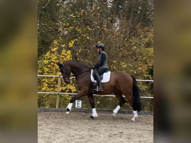 Westphalian Gelding 12 years 16,2 hh Brown in Brunn
