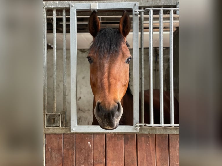 Westphalian Gelding 12 years 16,2 hh Brown in Coesfeld